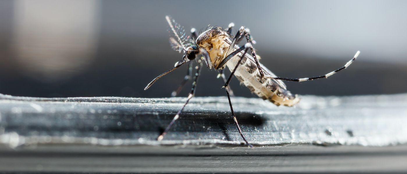 Close up newborn aedes albopictus mosquito, pest animal, contagion