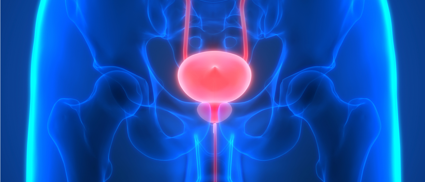 lastra 3d di un corpo umano con vescica in evidenza