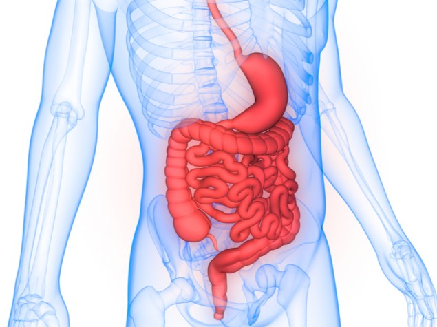 ologramma di un corpo 3d con intestino colorato di rosso