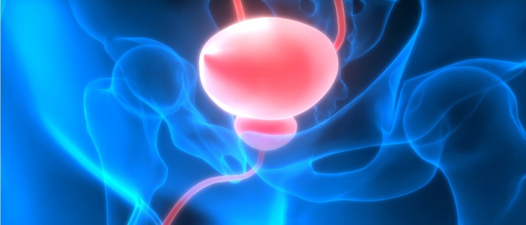 vescica rappresentata in 3D