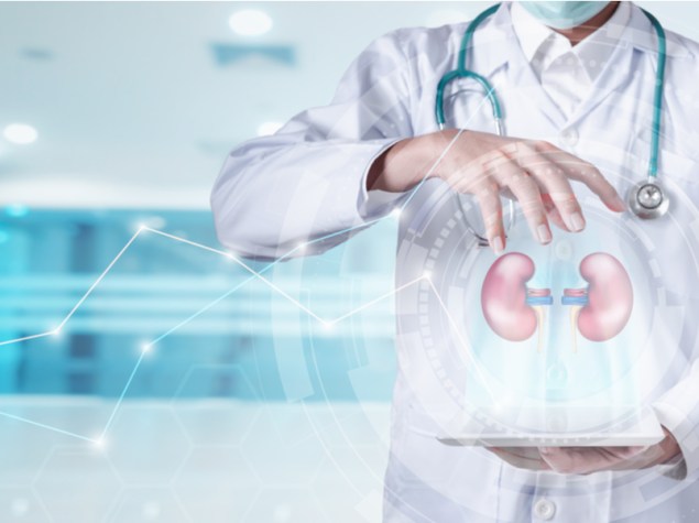 Medico e modellino di reni