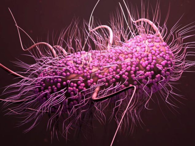 immagine di un batterio rosa