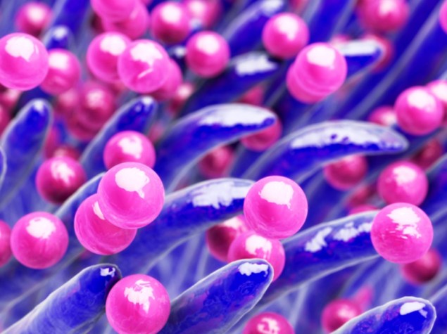 Staphylococcus aureus
