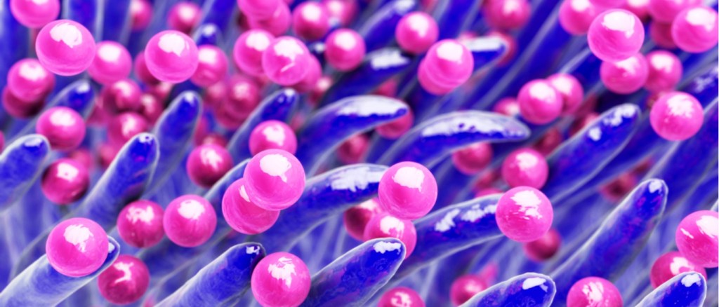 Staphylococcus aureus