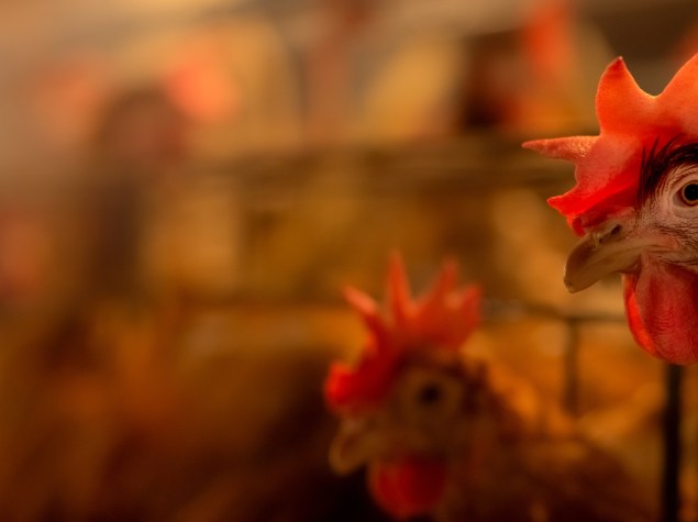 foto di polli e galline