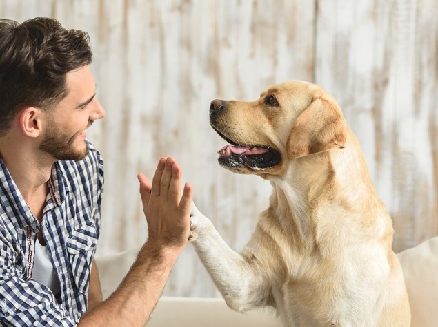 cane che batte il cinque al padrone