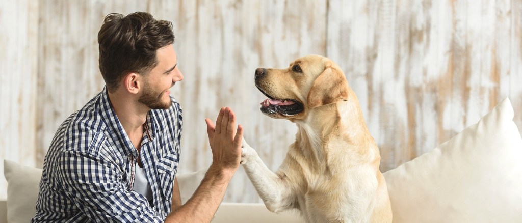 cane che batte il cinque al padrone