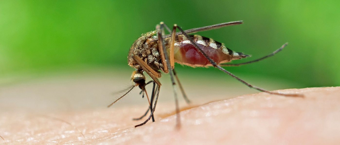 ingrandimento di zanzara mentre sta pungendo una porzione di pelle
