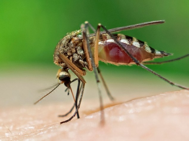 ingrandimento di zanzara mentre sta pungendo una porzione di pelle
