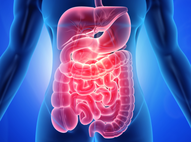 ologramma di un corpo 3d con intestino colorato di rosso