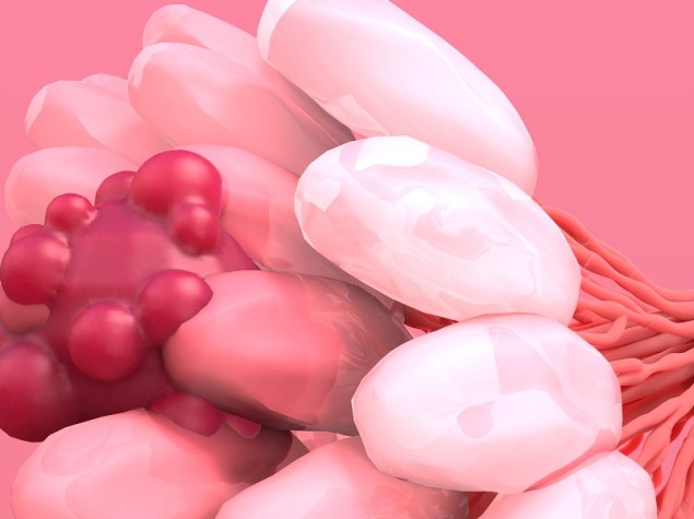 fiore rosa su sfondo rosa