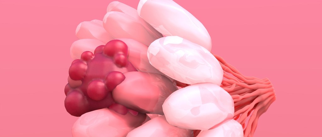 fiore rosa su sfondo rosa