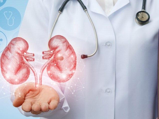 Medico con modellino reni