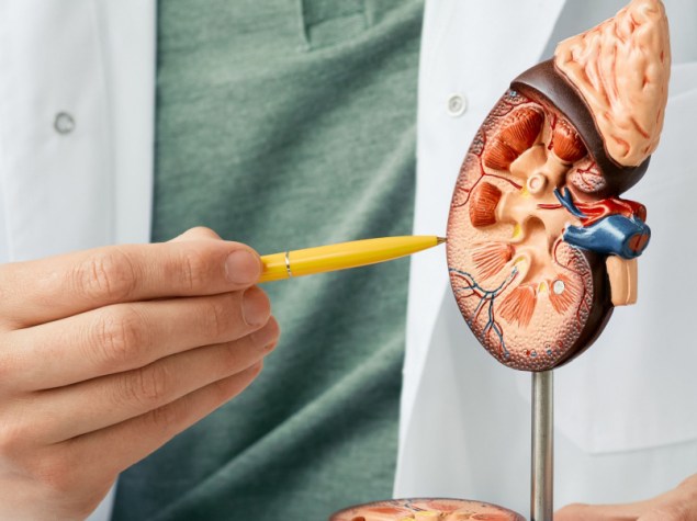 dottore che indica con una matita un modellino plastico di un rene