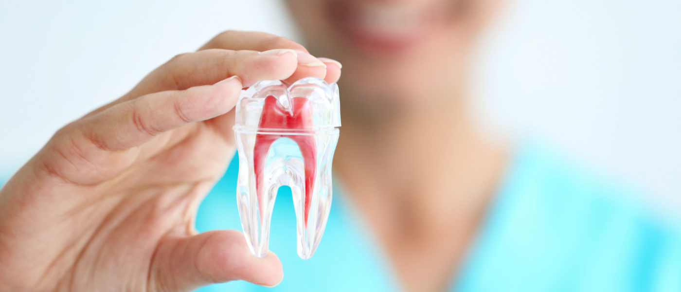 un dentista tiene tra indice e pollice una rappresentazione di plastica di un dente