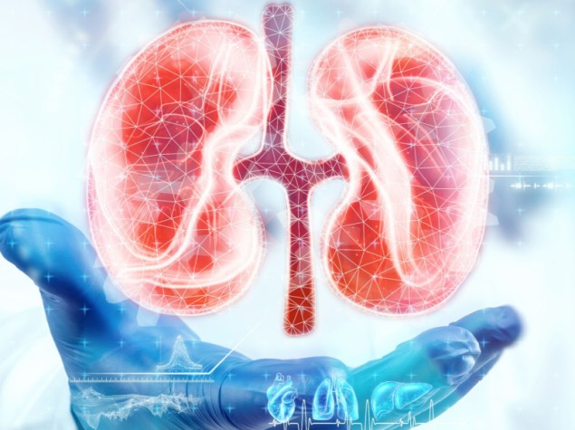 uomo con guanto sostiene reni stilizzati mano