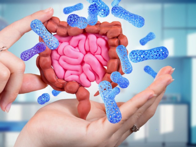 Modello di tratto intestinale. Mani di medici con intestino. Intestino crasso e tenue con probiotici. Sostanze utili per la digestione. Cura della digestione. Mani di medico con intestino ricco di probiotici.