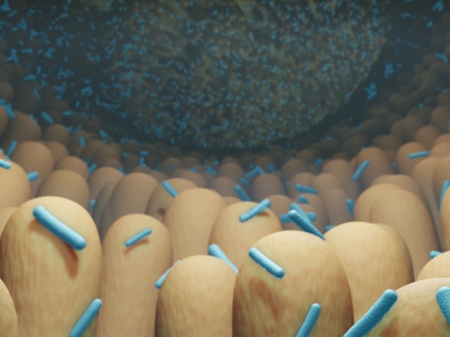 Batteri intestinali, intestino microbita illustrazione 3d