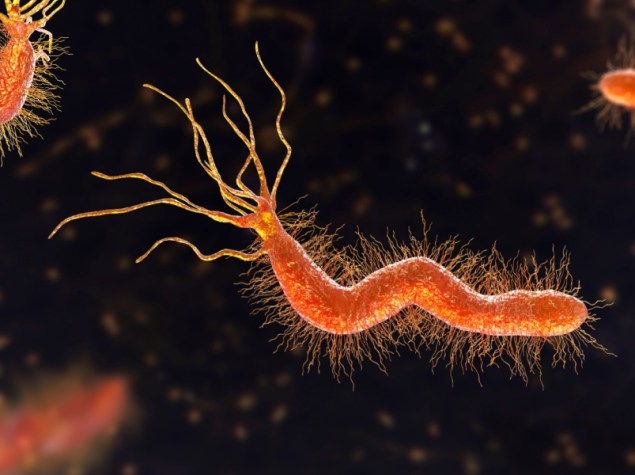 helicobater al microscopio