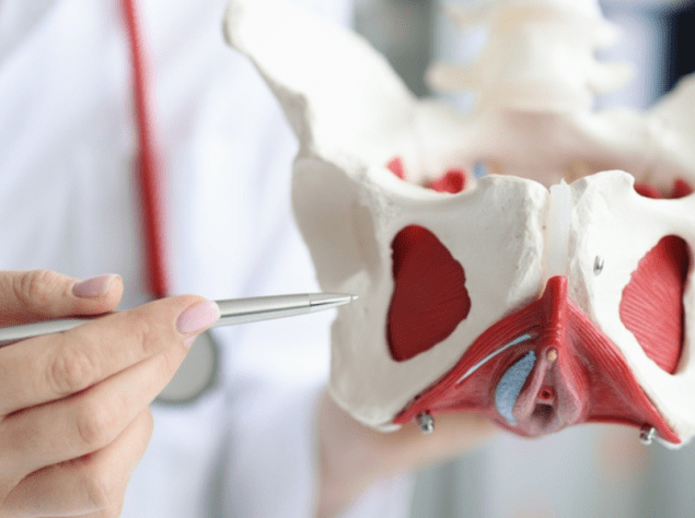 Doctor gynecologist showing layout of female pelvis with muscles closeup