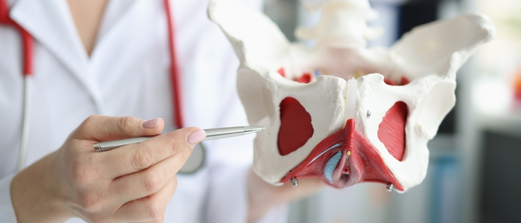 Doctor gynecologist showing layout of female pelvis with muscles closeup