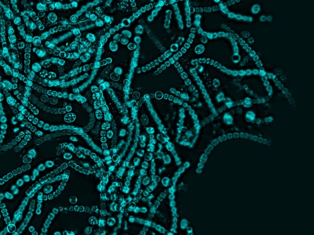 microbioma dei fermenti lattici