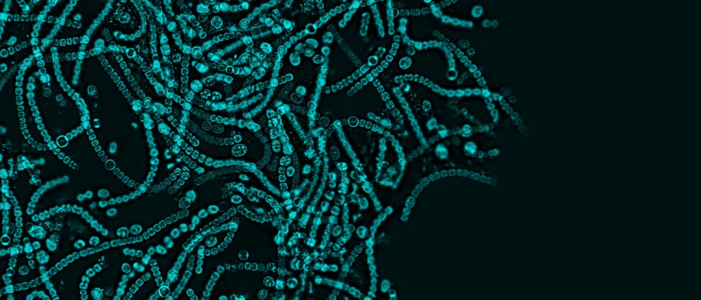 microbioma dei fermenti lattici