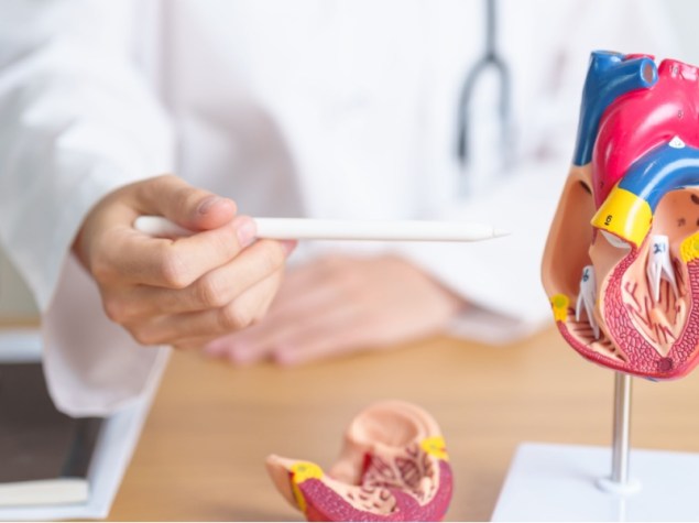 medico in studio con modellino cuore
