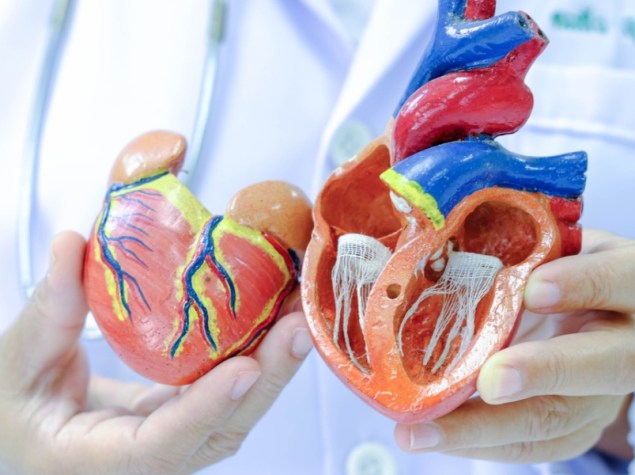 Medico mostra modello cuore