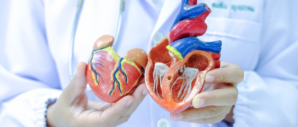 Medico mostra modello cuore