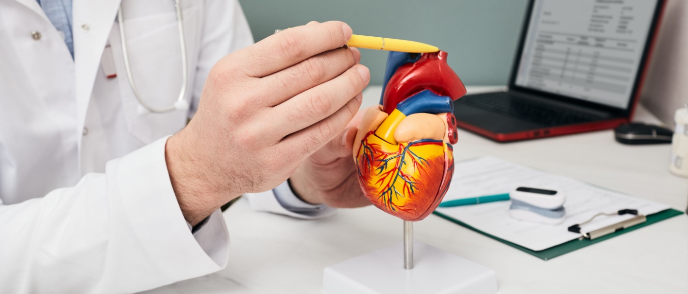 Medico mostra modellino cuore