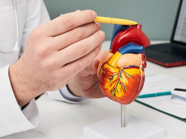 Medico mostra modellino cuore