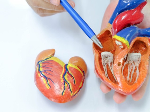 Medico mostra modello cuore