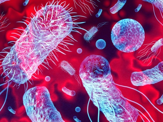 Immagine al microscopio di batteri