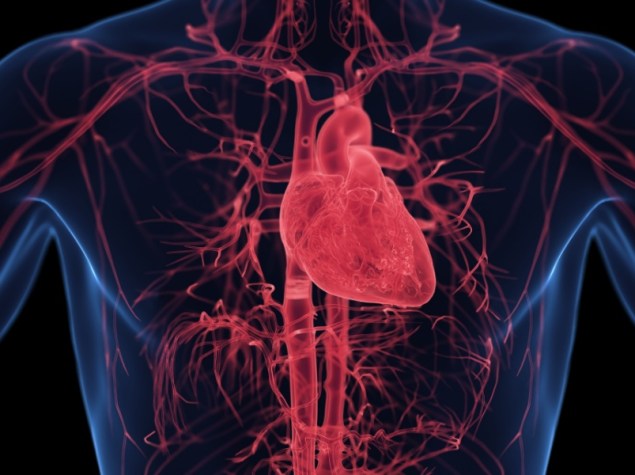 sistema cardiocircolatorio in 3D