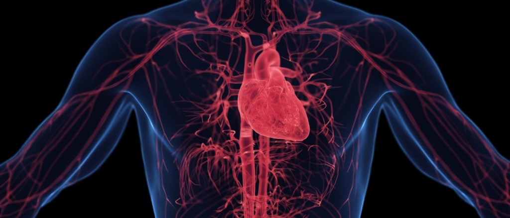sistema cardiocircolatorio in 3D