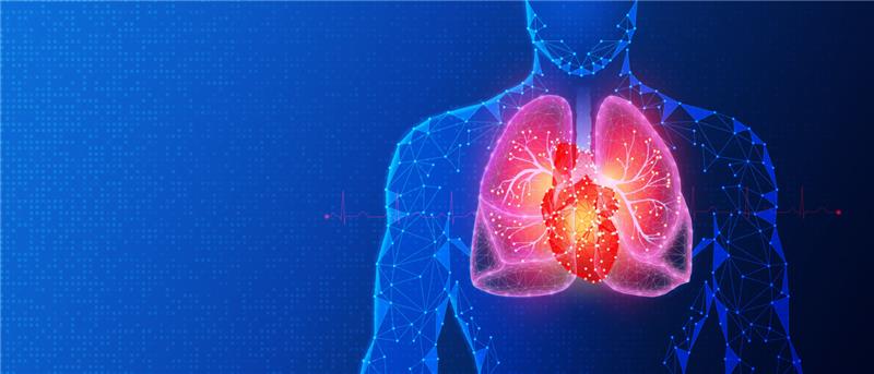 Immagine corpo umano con polmone e cuore in evidenza