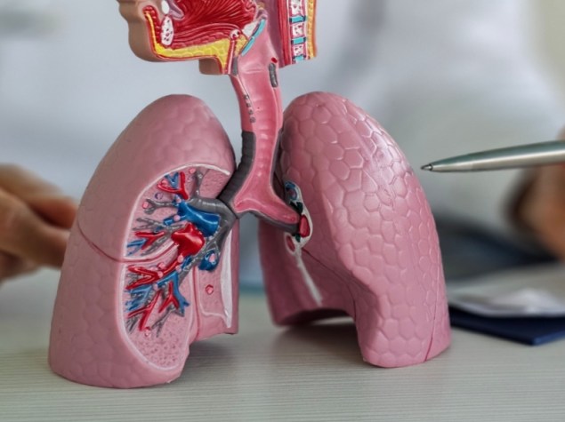 Medico che illustra un modellino di polmoni