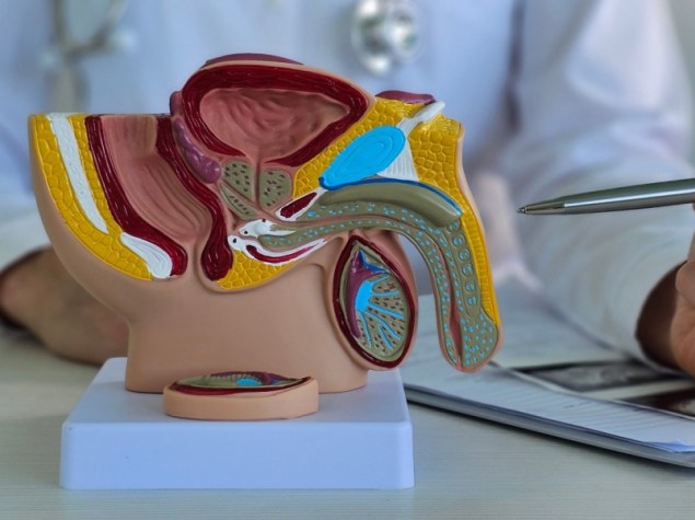 Medico mostra un modello di pene per mostrare una situazione di cancro alla prostata