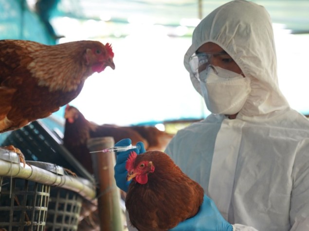 dottore tiene in mano gallina con influenza aviaria