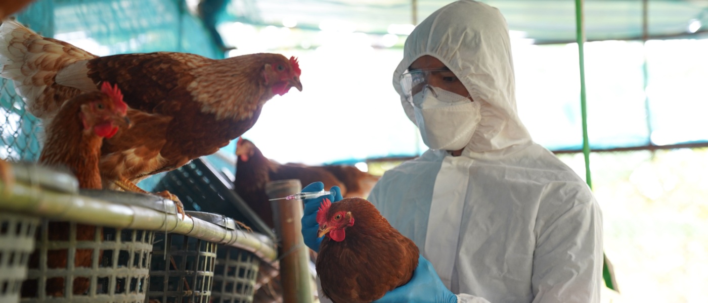 dottore tiene in mano gallina con influenza aviaria