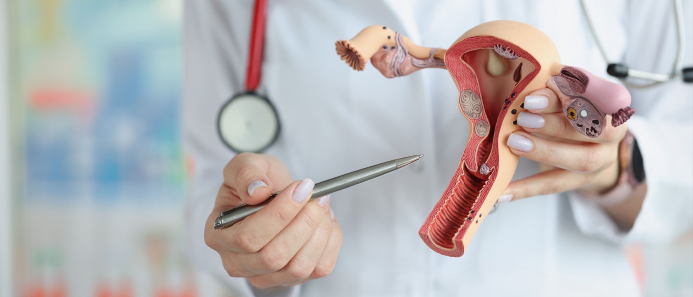 mani di un medico che tiene un modello sezionale degli organi riproduttivi femminili, in primo piano