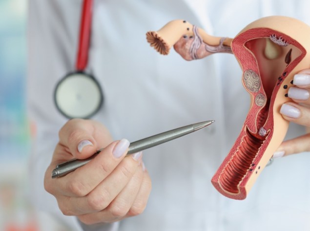 mani di un medico che tiene un modello sezionale degli organi riproduttivi femminili, in primo piano