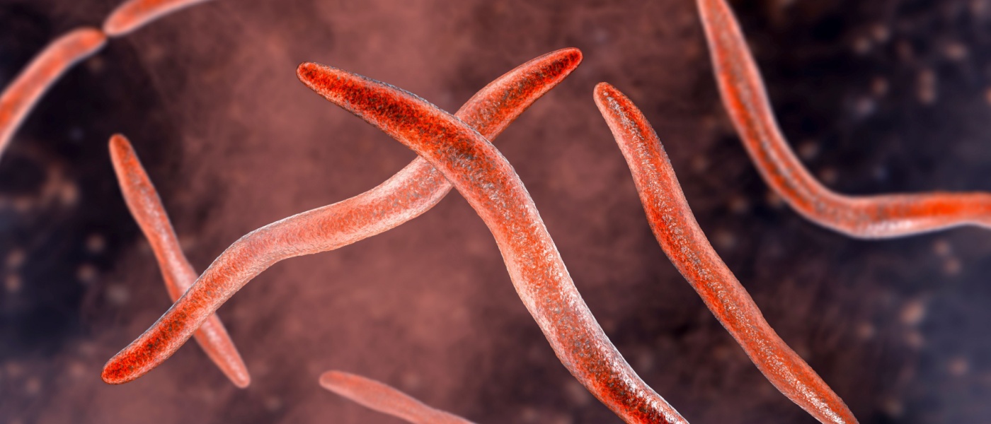 Illustrazione 3D di batterio Fusobacterium nucleatum