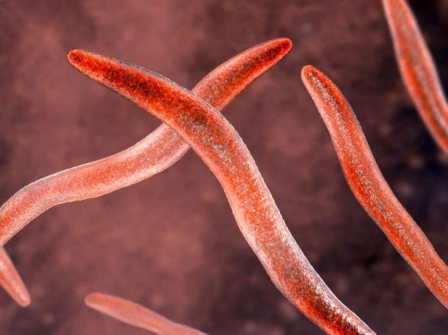 Illustrazione 3D di batterio Fusobacterium nucleatum