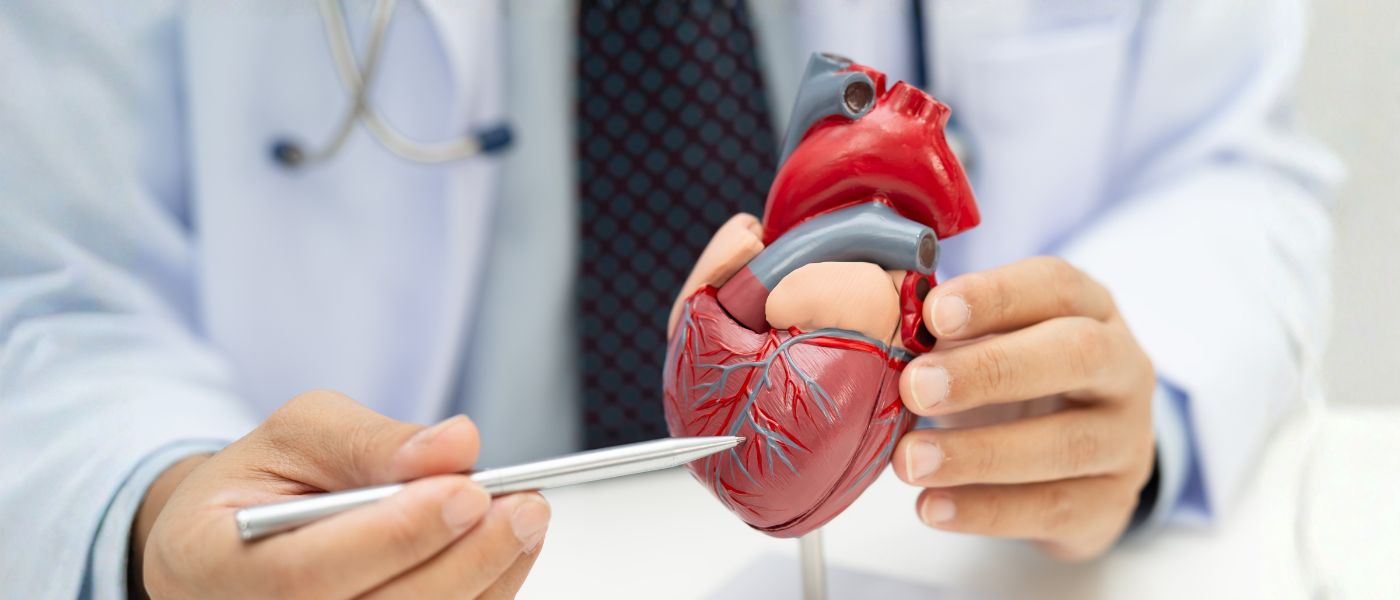 dott. indica con una penna un cuore modello