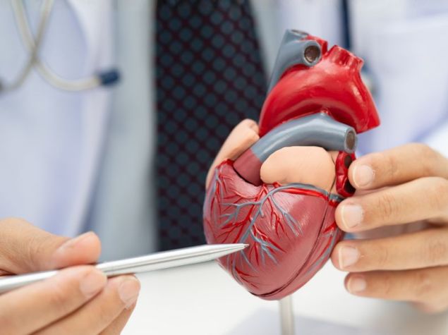 dott. indica con una penna un cuore modello